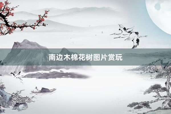 南边木棉花树图片赏玩